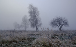 Foggy field trees grass bushes - a foggy field free wallpaper