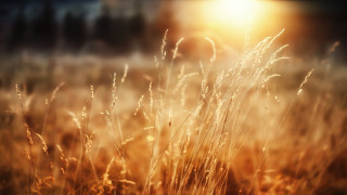 Tall grass sunset blurry photorealism - tall free wallpaper