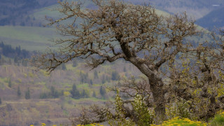 Leafless tree field mountains yellow - yellow flower free wallpaper