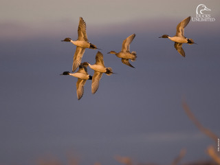Flock birds flying cloudy sky 2 - donald roller wilson free wallpaper