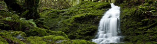 Waterfall forest mossy rocks stream - a waterfall in a forest free wallpaper