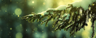Snowy tree branch sunlight snowflakes - artur tarnowski free wallpaper