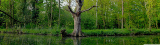 Tree water trunk reflection standing - ecological art free wallpaper