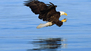 Bald eagle flying water fish - americo makk free wallpaper for desktop