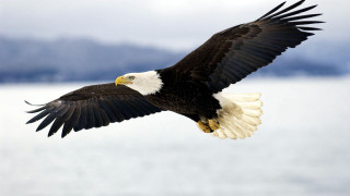 Bald eagle flying water mountains 3 - bald free wallpaper