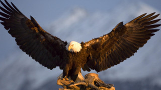 Bald eagle wings rock mountain - americo makk free wallpaper for desktop