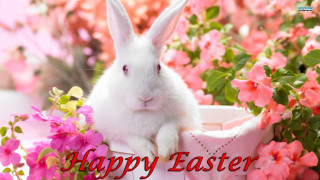White rabbit basket pink flowers 3 - a white rabbit free wallpaper