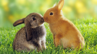 Rabbit kissing grass flower field 2 - funny free wallpaper for desktop