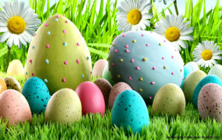 Eggs grass daisies background foreground - full color free wallpaper