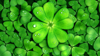 Green clovers water droplets nature - ecological art free wallpaper