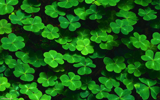 Green shamrocks grass ecological art - leaf free wallpaper