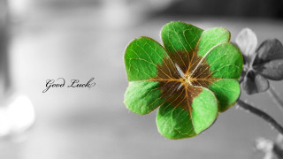 Fourleafclover luckmessage blackwhite macro photography - david budd free wallpaper for desktop