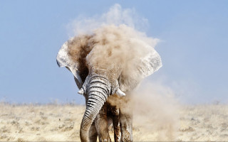 Elephant kicking dust desert sand - dust free wallpaper