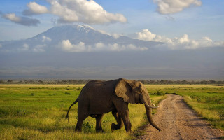 Elephant walking dirt road mountain - a dirt road in front free wallpaper
