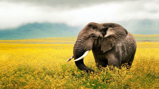 Elephant walking yellow flowers cloudy - an elephant free wallpaper