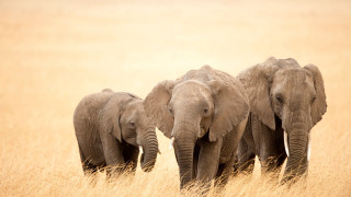 Elephants tallgrass lightbrown naturalism wildlife - brown background free wallpaper