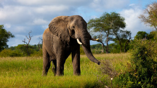 Elephant standing field trees background - an elephant free wallpaper