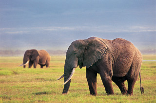 Elephants walking grassy field sky - free animals wallpaper