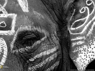 Elephant closeup pattern face detail - wildlife photography free wallpaper for desktop