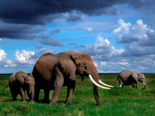 Elephants green field cloudy sky - a herd of elephants free wallpaper