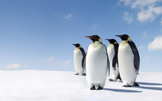 Penguins standing in snow together - the snow together free wallpaper