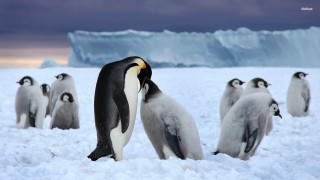 Penguins standing in snow together 3 - the snow together free wallpaper