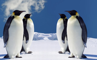 Three penguins snow cloud blue - a blue sky behind them free wallpaper for desktop
