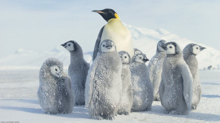 Penguins snow group standing behind - the snow together free wallpaper