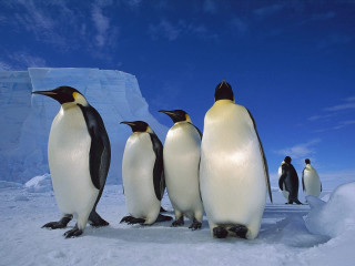 Penguins standing in the snow - one penguin free wallpaper