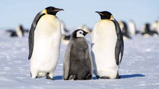 Penguins snow field sky group - a group of penguins free wallpaper
