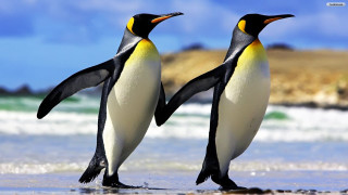 Penguins beach ocean rock formation - two penguin free wallpaper
