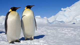 Penguins snow mountain blue sky - two penguin free wallpaper