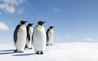 Penguins standing in snow together 4 - the snow together free wallpaper