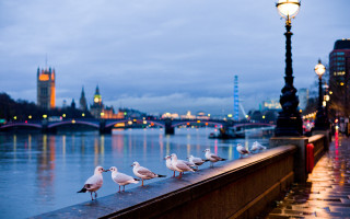 Seagulls ledged river streetlight nighttime 2 - christopher wren free wallpaper for desktop