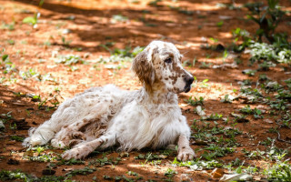 Dog laying shade tree grass - elke vogelsang free wallpaper