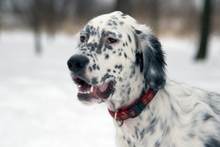 Dalmatian red collar snow trees - elke vogelsang free wallpaper