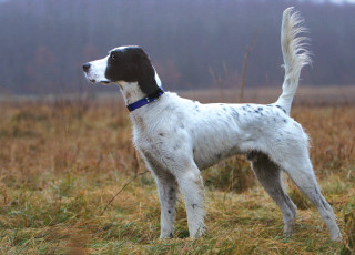 Dog standing field blue collar - dog free wallpaper