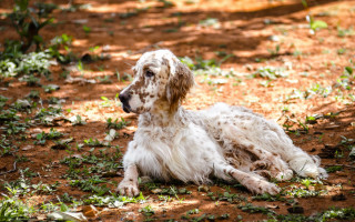 Dog laying shade tree grass 2 - elke vogelsang free wallpaper