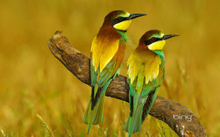 Colorful birds branch grass yellow - two colorful bird free wallpaper
