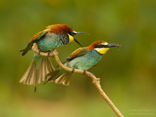 Colorful birds branch beaks open - spread wide free wallpaper