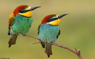 Colorful birds sitting branch together - a branch together free wallpaper for desktop