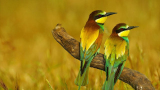 Birds branch grass yellow green 2 - two bird free wallpaper