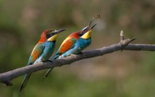 Colorful birds sitting branch beaks 3 - its beak open free wallpaper