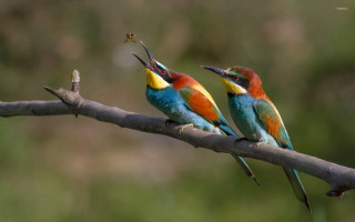 Colorful birds sitting branch beaks 2 - its beak open free wallpaper