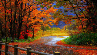 Road fall foliage fence impressionist - in the foreground free wallpaper