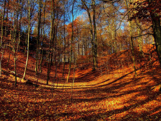 Dirt road fall trees blue - a dirt road free wallpaper