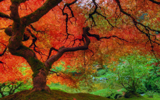 Tree red leaves park pond 2 - underneath free wallpaper