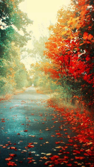 Autumn road red leaves burning - free autumn wallpaper for mobile