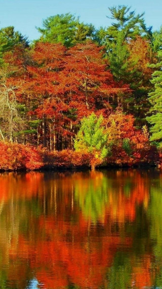 Lake trees red leaves blue - free autumn wallpaper for mobile