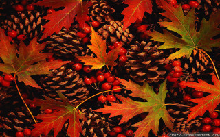 Pine cones berries autumn leaves - david brewster free wallpaper